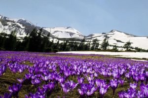 shafranova-dolyna_4