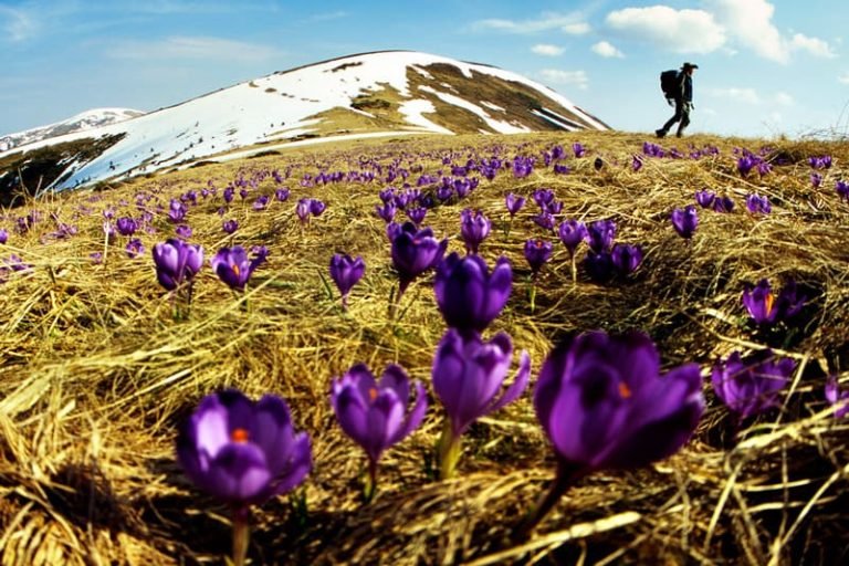 Калина Драгобрат